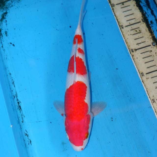 27cm KOHAKU YONDAN