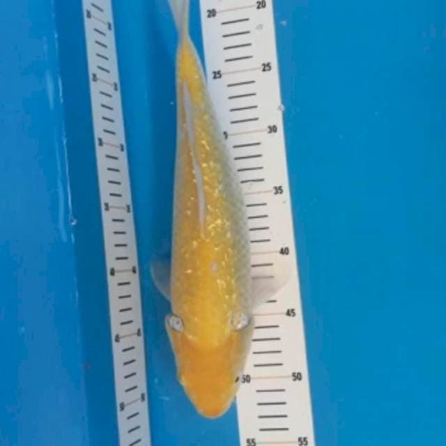 Karasi ginrin 35cm 