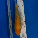 Karasi ginrin 35cm 