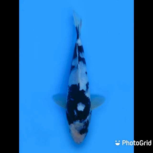 29cm - Shiro Jumbo Tosai