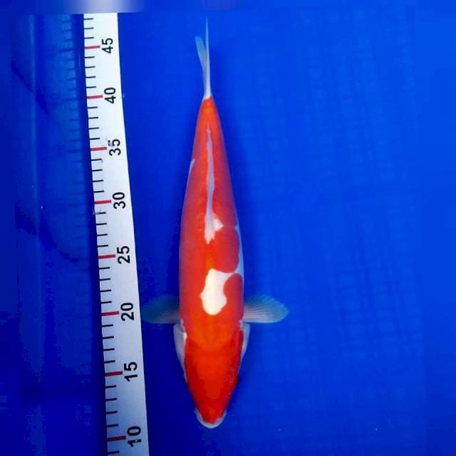 Doit murni kohaku 32cm