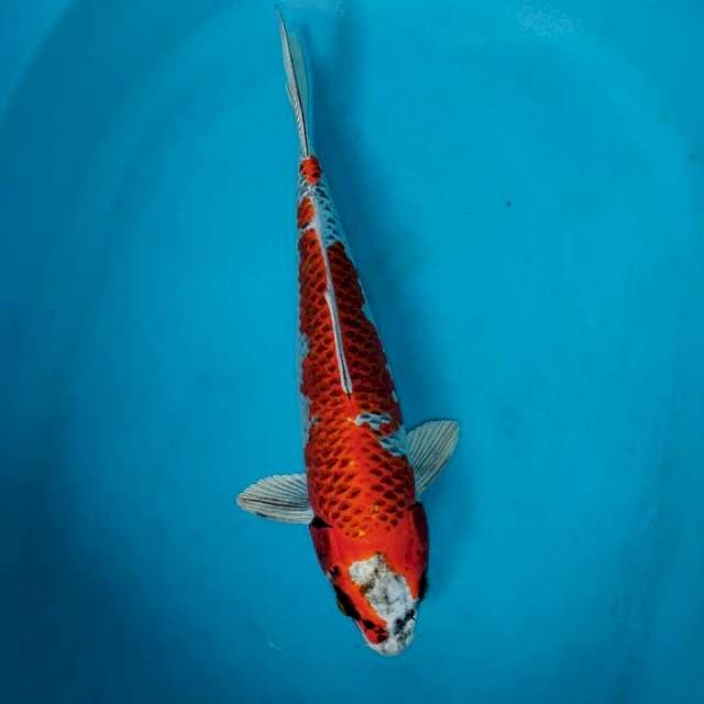Kujaku male