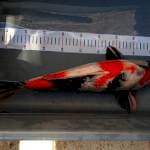 Showa ginrin 45 cm mele