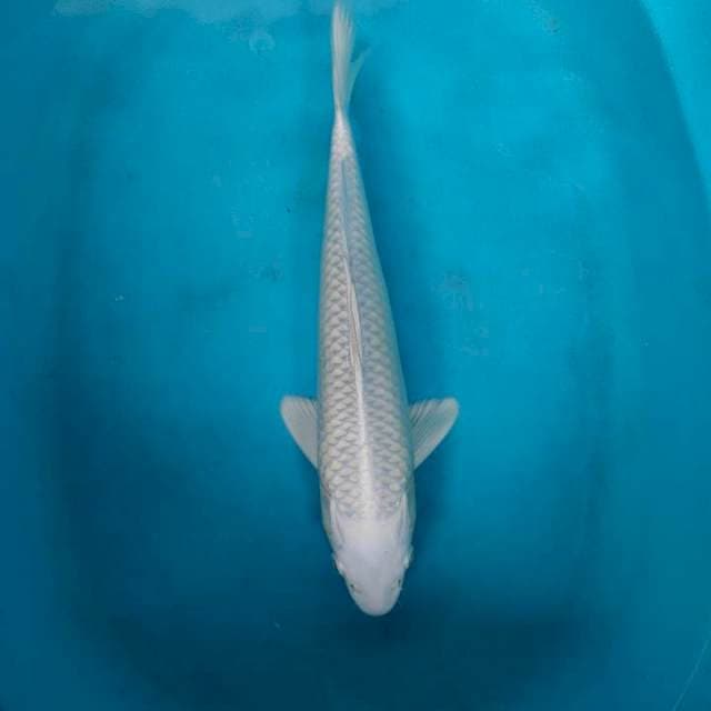 Platinum male