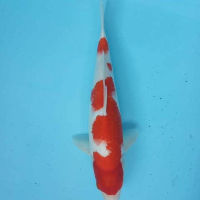 Kohaku F1 tomen