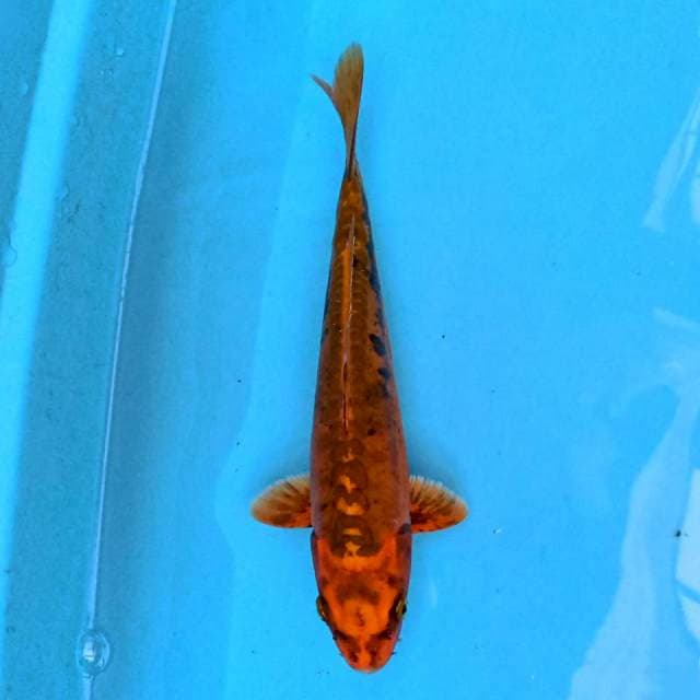 kiko 24 cm