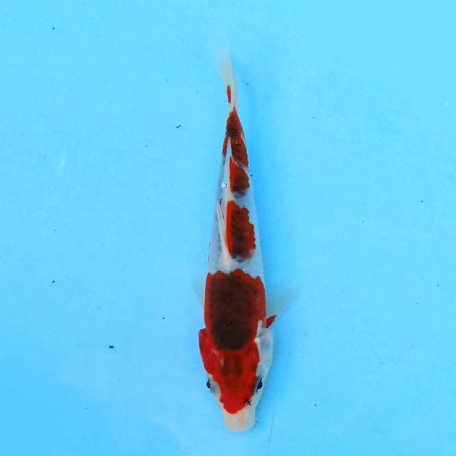 Kujaku 18cm