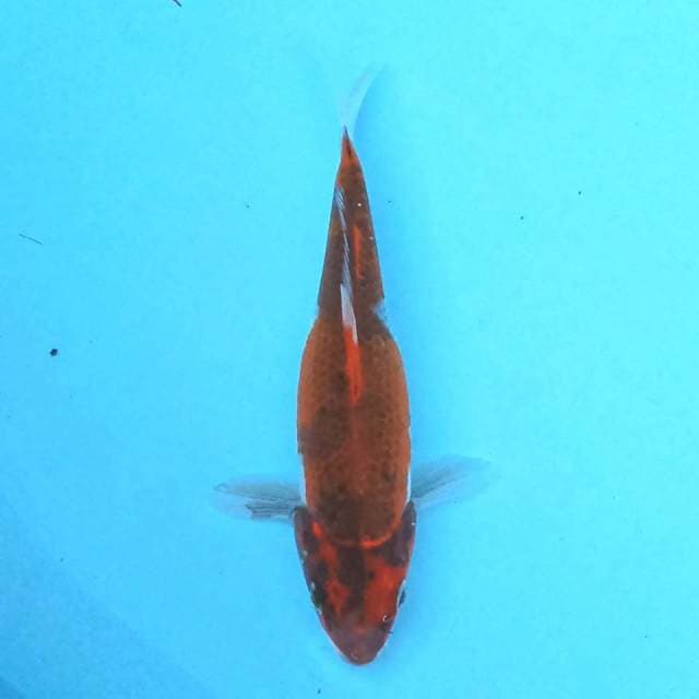 KinShowa 18cm