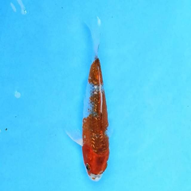 Kujaku Ginrin 15cm