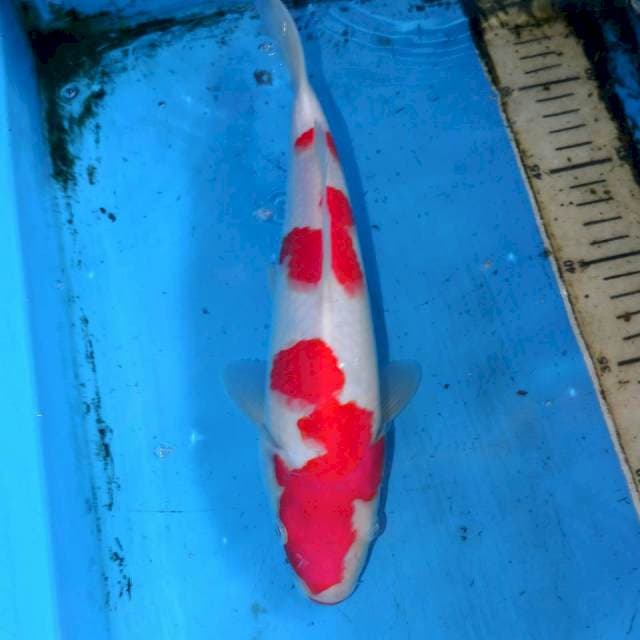 KOHAKU OK