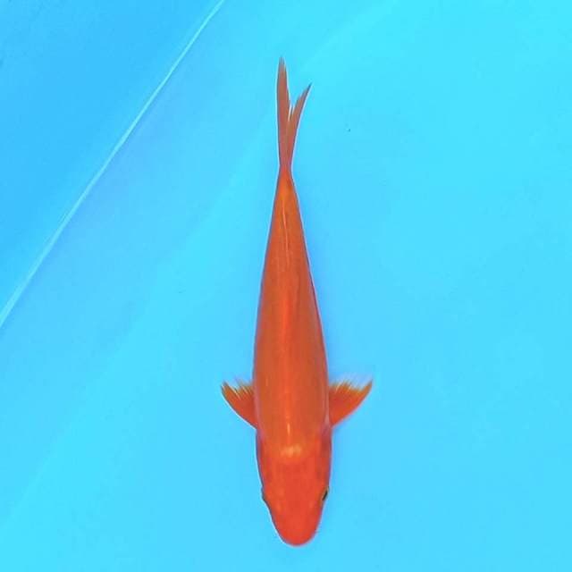 Orenji Ogon Doitsu 16 cm