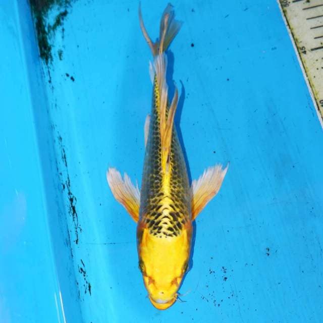 KUMPAY KIMATSUBA KUNING