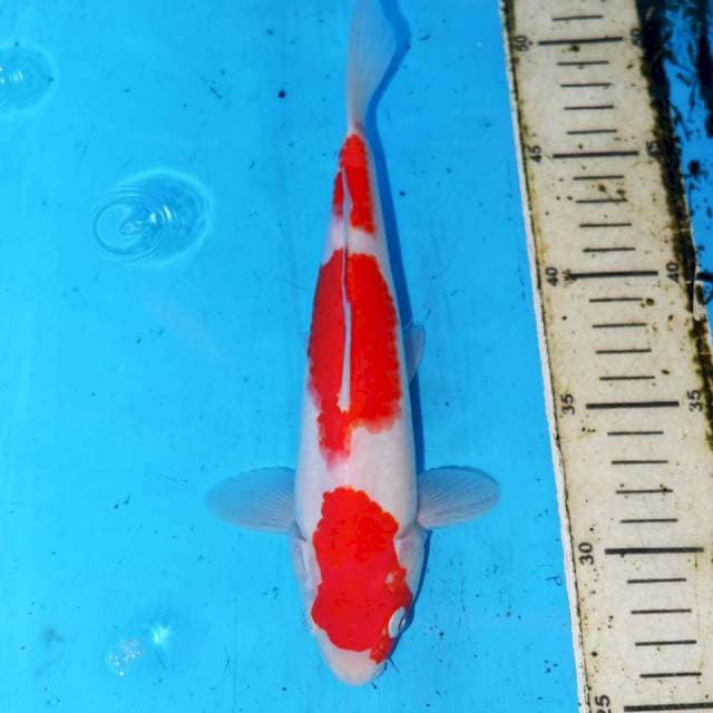 SANDAN KOHAKU