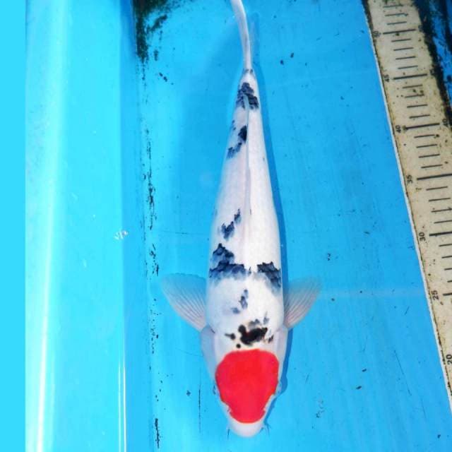 36cm TANCHO SANKE
