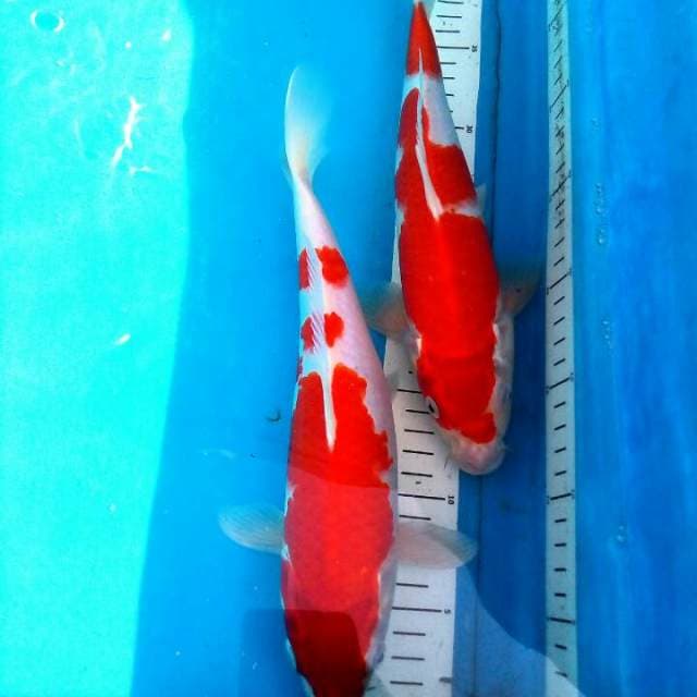 Kohaku Duo Good Quality
