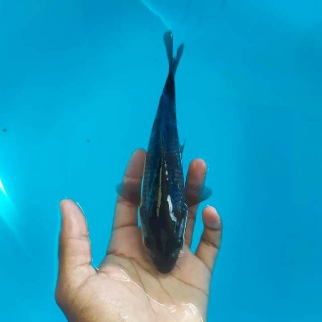Ochiba 20cm