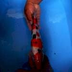GOOD SANKE 31cm