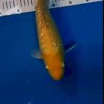 Karasi ginrin 35cm
