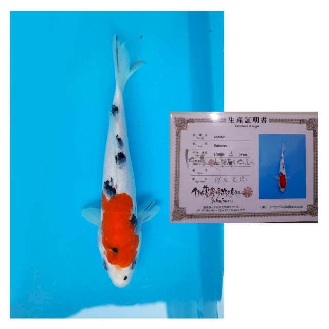SANKE ISA KOI FARM