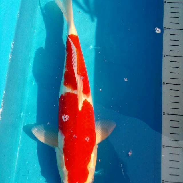 Nidan Kohaku Good Quality