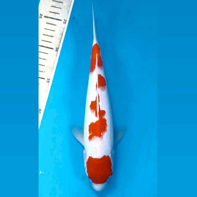 Kohaku, 26 cm