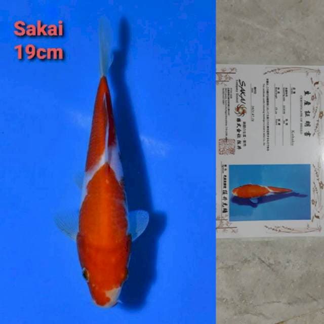 Sakai Kohaku 19cm Certi
