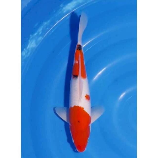 2Step Original Sanke Strong 34cm (F)
