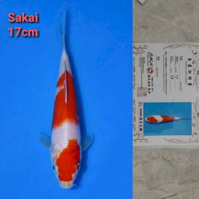 Sakai Kohaku 17cm Certi