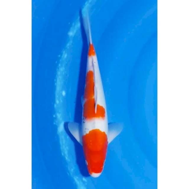 3Step Sanke Tategoi 33cm (M)