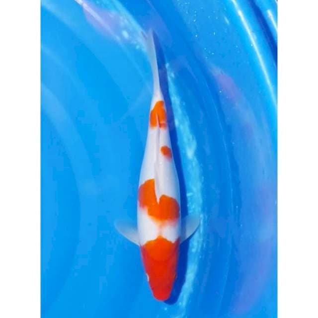 Bulky 4Step Kohaku 31cm (F)