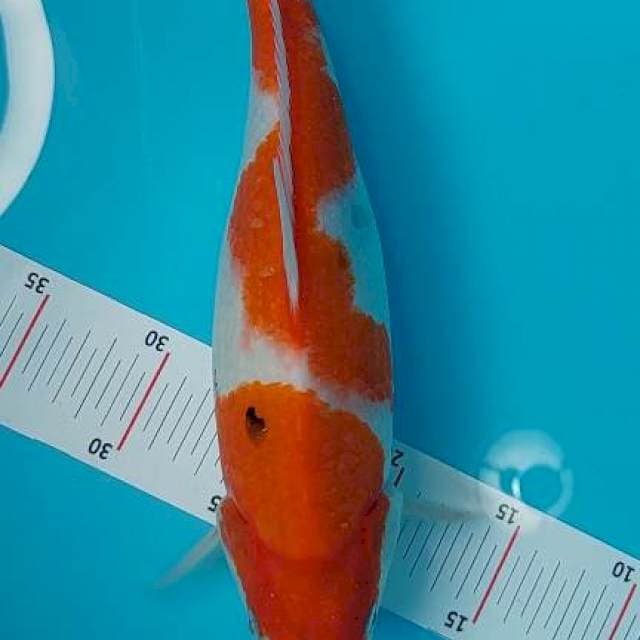 Sanke 35 cm