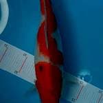 Sanke 35 cm