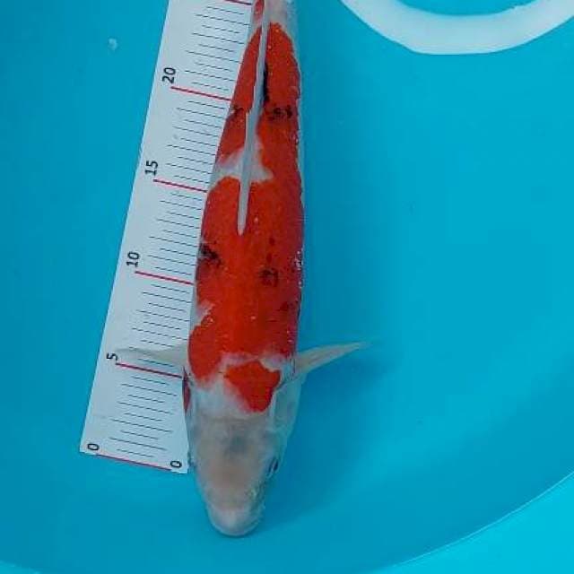 Sanke 37 cm