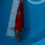 Sanke 37 cm