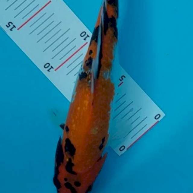 Showa 25 cm