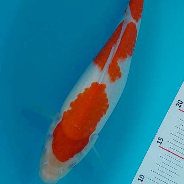 Kohaku 3 step 30 cm