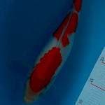Kohaku 3 step 30 cm
