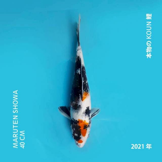 MARUTEN SHOWA 40 CM