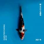 MARUTEN SHOWA 40 CM