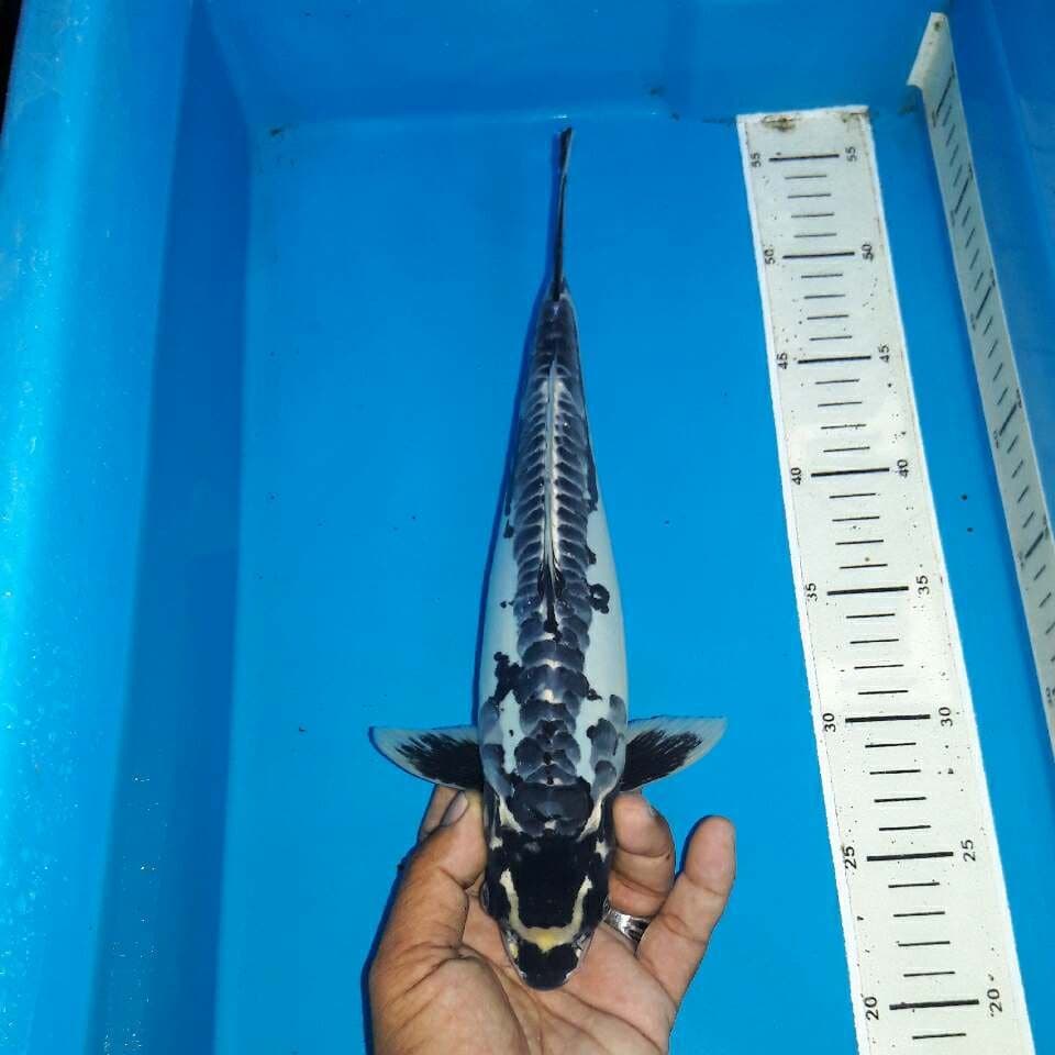 Black kikokuryu unik