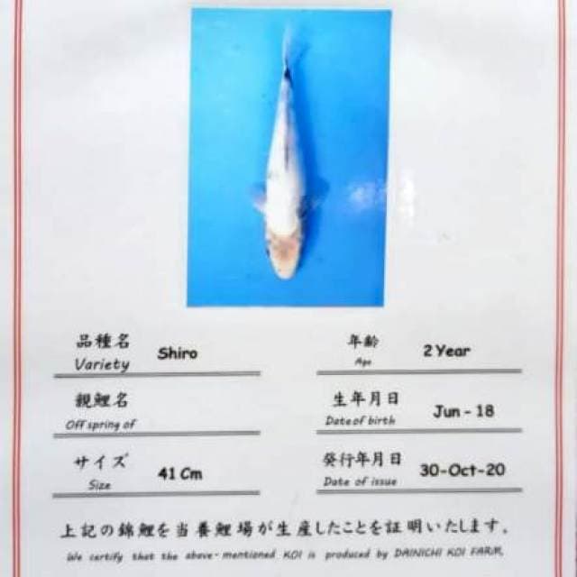 SIRO DAINICHI FARM 50CM