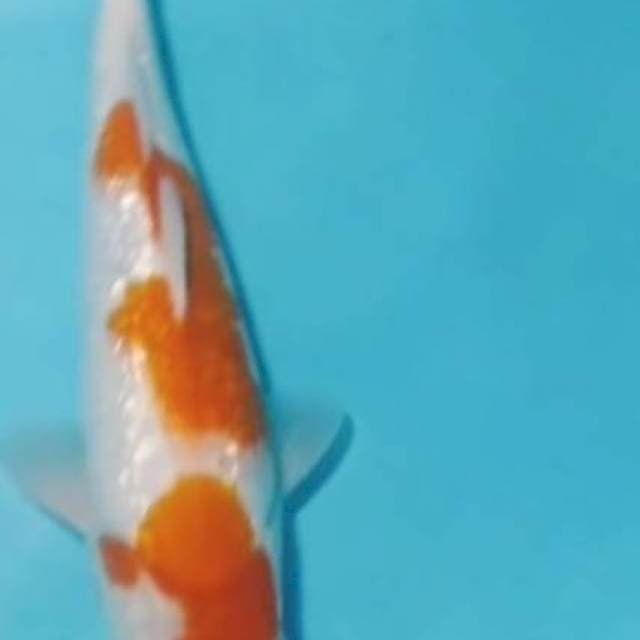 KOHAKU GINRIN 30bu  #31