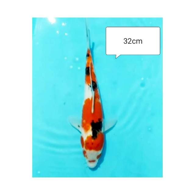 SANKE 32cm     #31
