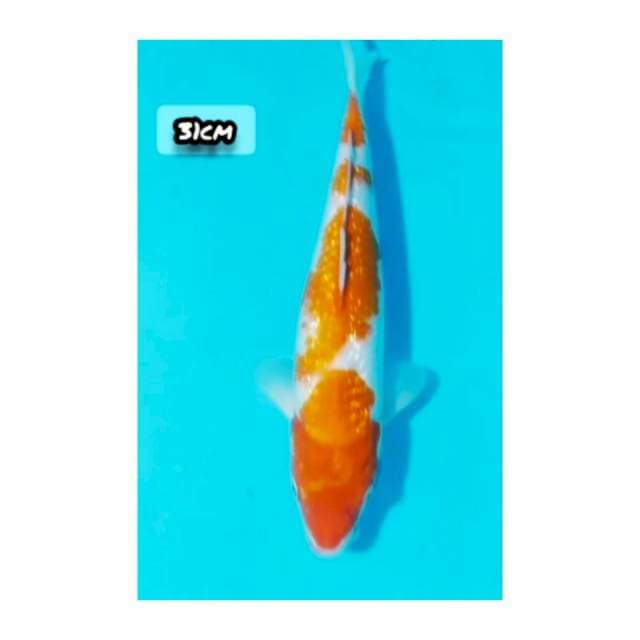 KOHAKU GIBRIN 33cm