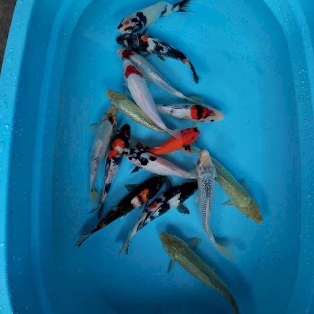 Mix ikan 17 ekor 25 cm up