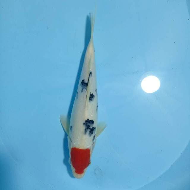 Tancho Sanke, 29 cm
