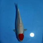 Tancho, 33 cm