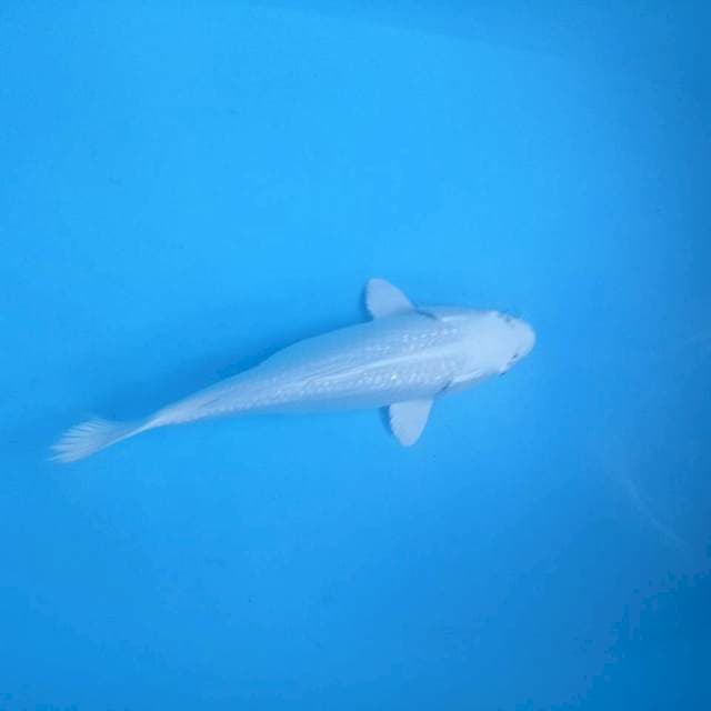 Platinum, 30 cm