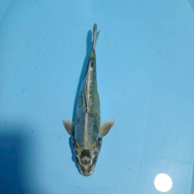 Kiko, 31 cm