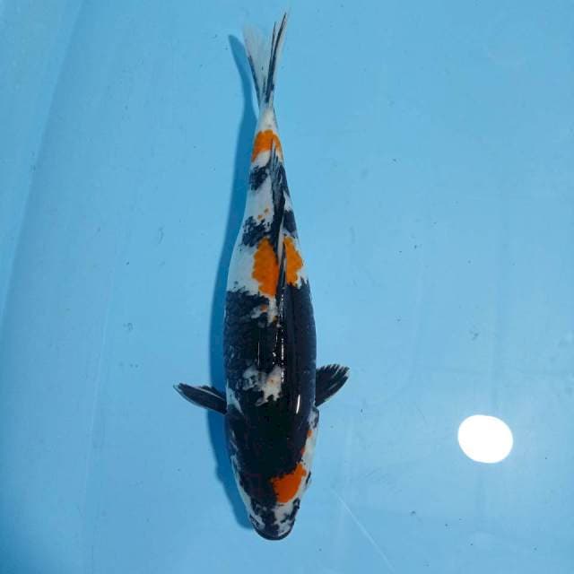 Showa 37 cm